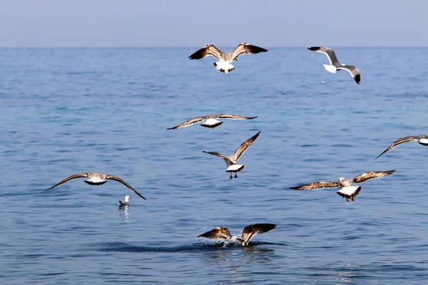 birds on the shores of the Mediterranean in northern Israel