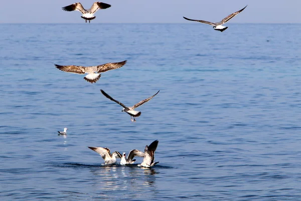 Birds Shores Mediterranean Northern Israel — Stock Photo, Image