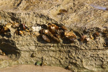 taş doku - katı madde yapısı ve konumu, parçalarının niteliği. 
