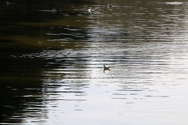 su renk ve sığ suda offshore yansımalar 