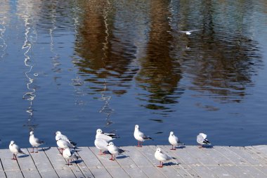 su renk ve sığ suda offshore yansımalar 