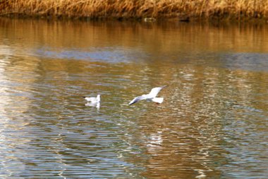 su renk ve sığ suda offshore yansımalar 