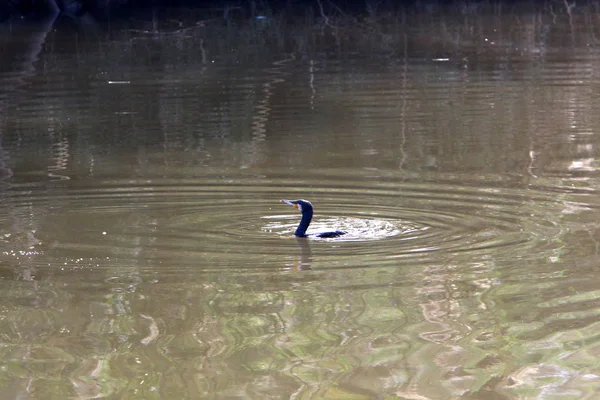 Aquarell Und Spiegelungen Vor Der Küste Flachen Wasser — Stockfoto