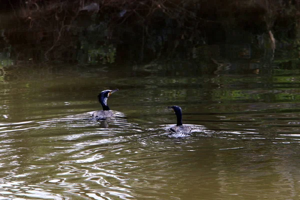 Aquarell Und Spiegelungen Vor Der Küste Flachen Wasser — Stockfoto