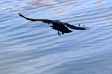 su renk ve sığ suda offshore yansımalar 