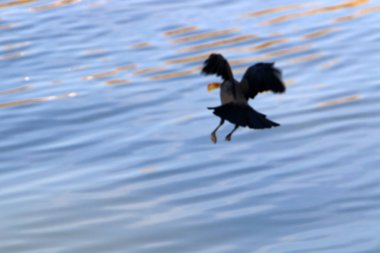 su renk ve sığ suda offshore yansımalar 