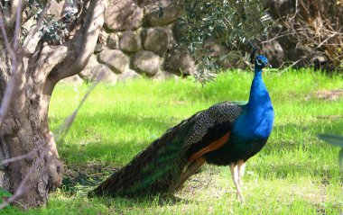 Tavus kuşu bu büyük bir kuştur. sülün zarif tüyleri ile. 