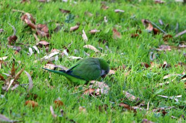 yeşil papağan içi boş bir ağaçta yaşıyor 