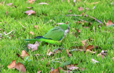 yeşil papağan içi boş bir ağaçta yaşıyor 