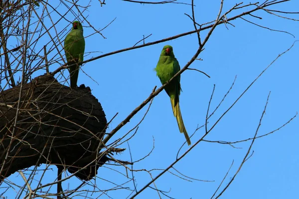 Grünpapagei Lebt Einer Mulde Auf Einem Baum — Stockfoto