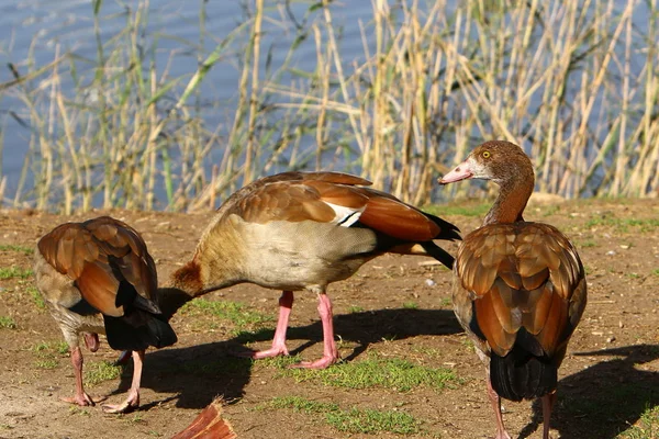 Ente Ein Wasservögel Lebt Ufer Des Yarkon River Island — Stockfoto