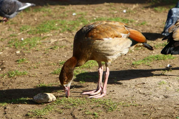 Ente Ein Wasservögel Lebt Ufer Des Yarkon River Island — Stockfoto