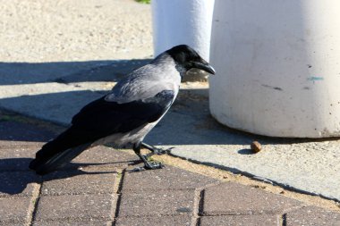 gri karga bir ceviz buldu ve gagasında tutar 
