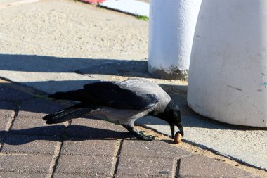 gri karga bir ceviz buldu ve gagasında tutar 