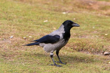 gri karga bir ceviz buldu ve gagasında tutar 
