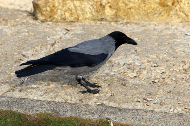 gri karga bir ceviz buldu ve gagasında tutar 