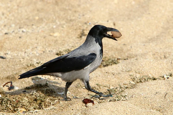 gray crow found a nut and keeps it in its beak