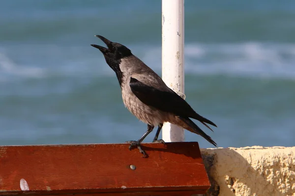 gray crow found a nut and keeps it in its beak