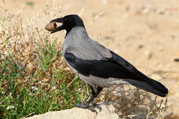 Grå Kråka Hittade Mutter Och Håller Den Näbben — Stockfoto