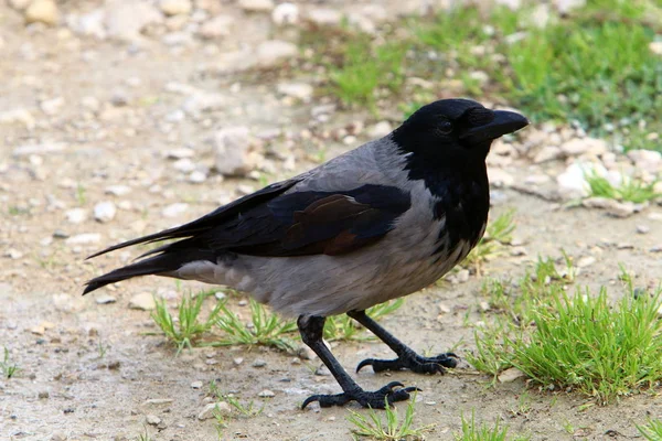 gray crow found a nut and keeps it in its beak