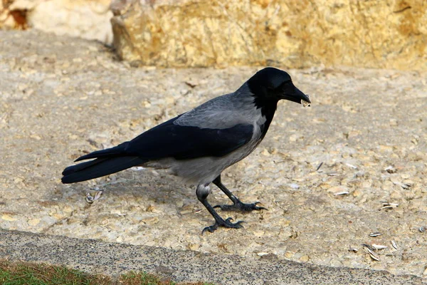 Gri Karga Bir Ceviz Buldu Gagasında Tutar — Stok fotoğraf