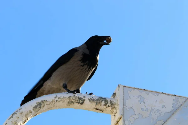 Gray Crow Found Nut Keeps Its Beak — Stock Photo, Image