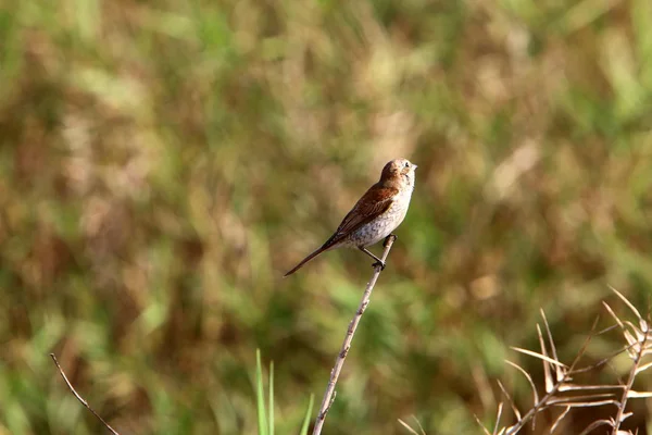 Šedá House Sparrow Žije Pláži Moře — Stock fotografie