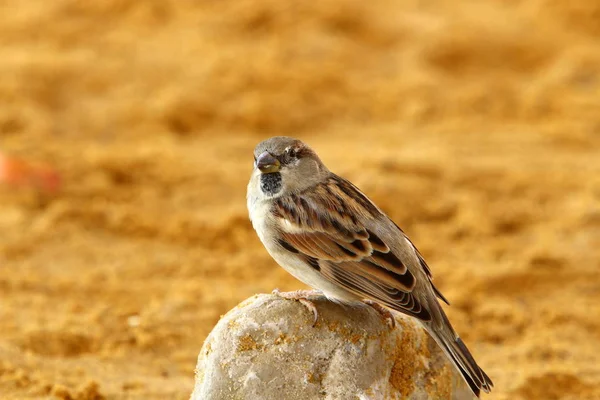 gray house sparrow lives on the beach by the sea