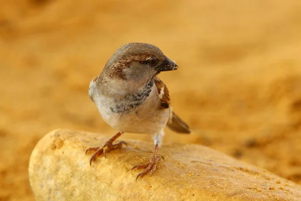 Gray House Sparrow Lives Beach Sea — Stock Photo, Image