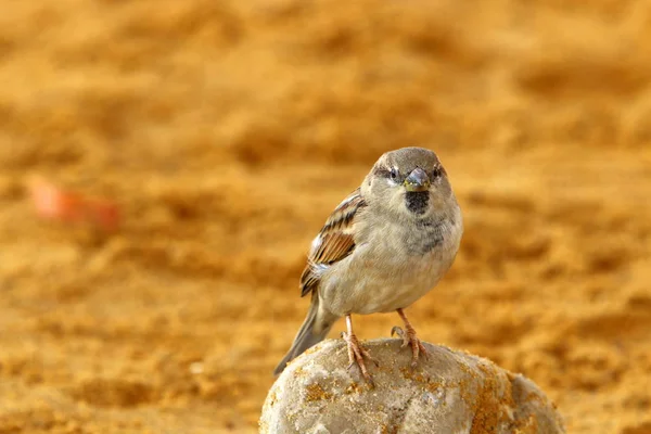 Γκρίζο Σπίτι Sparrow Ζει Στην Παραλία Δίπλα Στη Θάλασσα — Φωτογραφία Αρχείου