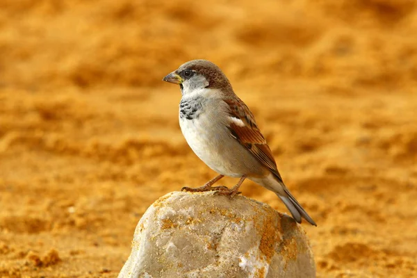 gray house sparrow lives on the beach by the sea