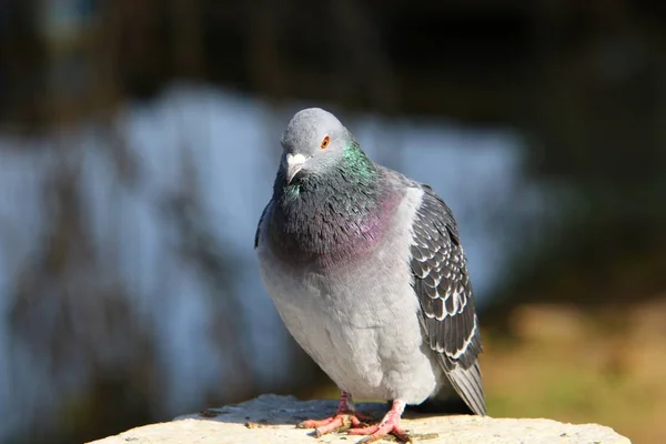 비둘기는 — 스톡 사진
