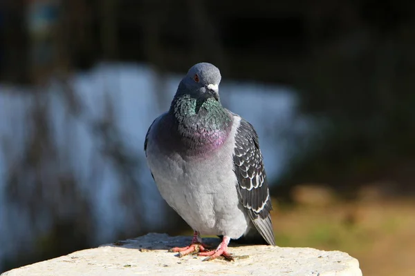 Rock Dove Sitting Stone — Stock Photo, Image