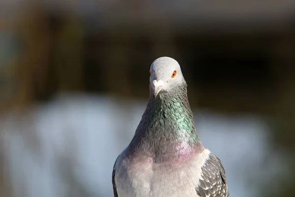 Felsentaube Sitzt Auf Einem Stein — Stockfoto