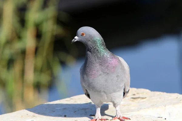 石の上に座っている岩鳩 — ストック写真