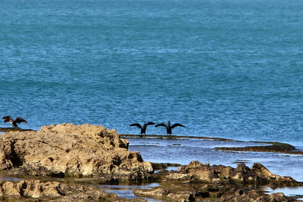 Littoral Mer Méditerranée Sur Territoire État Israël — Photo