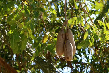 Kuzey İsrail'Doğa ve kış çiçek resimlerini kapat 