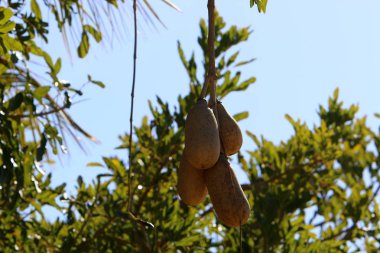Kuzey İsrail'Doğa ve kış çiçek resimlerini kapat 
