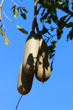 Kuzey İsrail'Doğa ve kış çiçek resimlerini kapat 