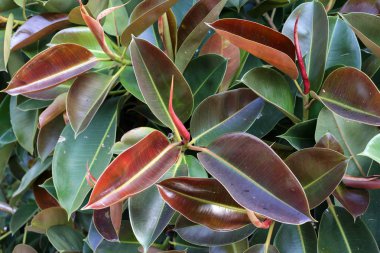 Kuzey İsrail'Doğa ve kış çiçek resimlerini kapat 