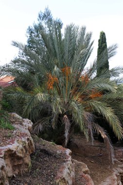 Kuzey İsrail'Doğa ve kış çiçek resimlerini kapat 