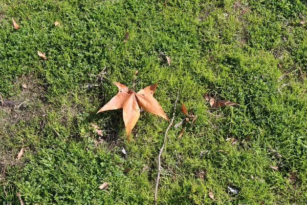 Foto Van Natuur Bloemen Winter Close Noord Israël — Stockfoto