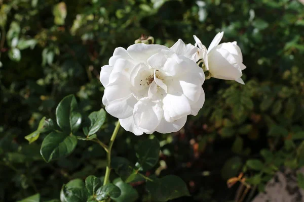 Pictures Nature Flowers Winter Close Northern Israel — Stock Photo, Image