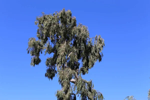 Fotos Natureza Flores Inverno Perto Norte Israel — Fotografia de Stock