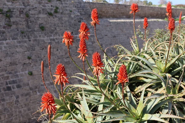 Fotos Natureza Flores Inverno Perto Norte Israel — Fotografia de Stock