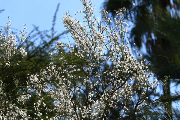 イスラエル北部の自然と冬の花の写真をクローズ アップ — ストック写真