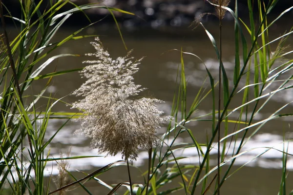 Foto Van Natuur Bloemen Winter Close Noord Israël — Stockfoto