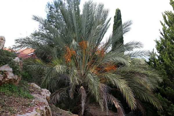 Фотографії Природи Квітів Зимовий Період Закладають Північному Ізраїлі — стокове фото