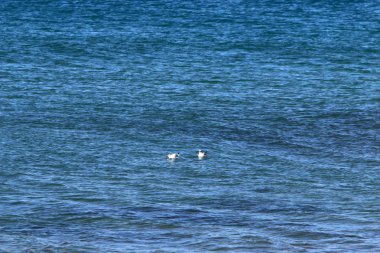 Akdeniz'de deniz suyu rengini 