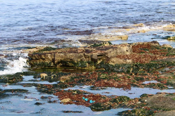 Skály Kameny Pobřeží Středozemního Moře Severním Izraeli — Stock fotografie